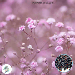 600 Pink Gypsophila paniculata L Baby's Breath Gypsophila Flower Seeds