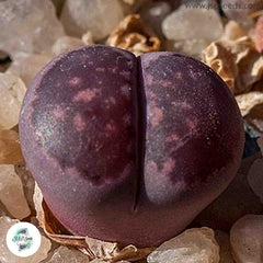 Lithops salicola ‘Bacchus’ [RARE] Living stones / 40 seeds