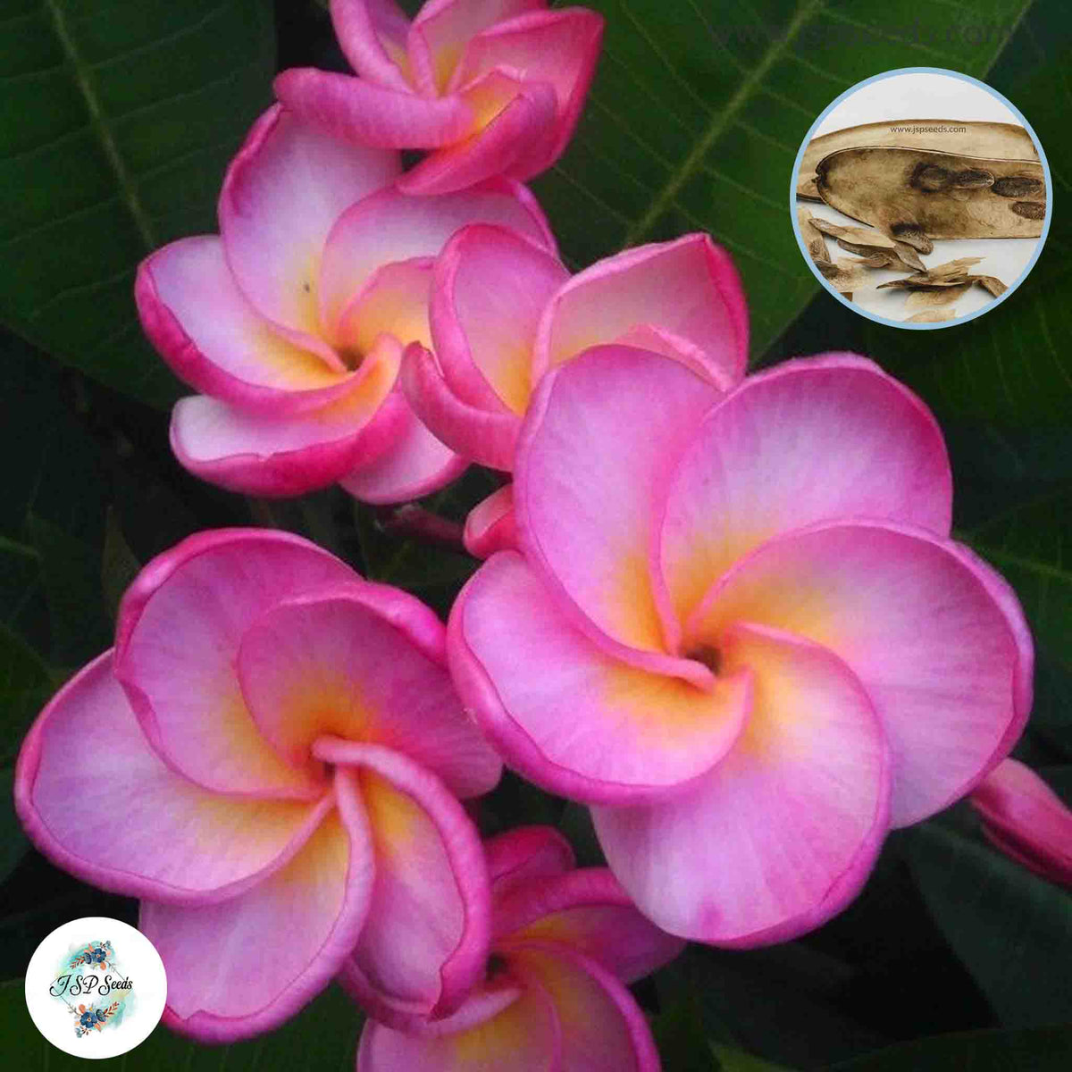 20 Thai 4222 Plumeria (Frangipani) Seeds Fresh Flower New Seeds