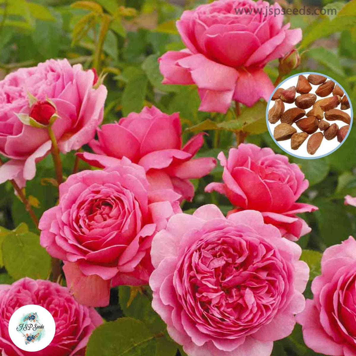 50 Heirloom Princess Alexandra of Kent English Rose flower Bonsai Garden Seeds