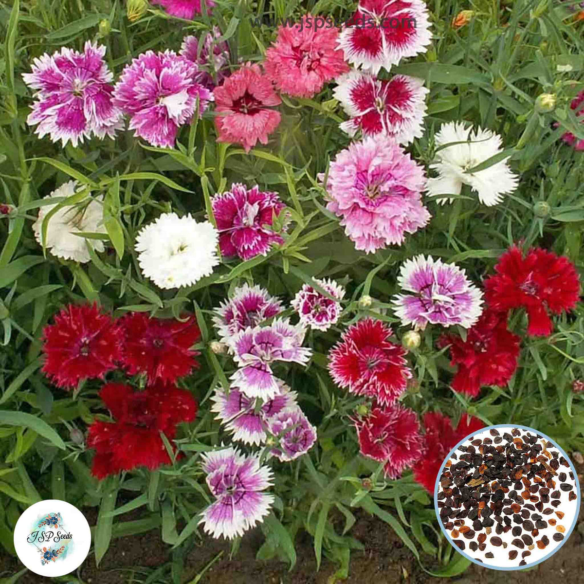 100 Mixed Dianthus chinensis Seeds Perennial Butterfly Flowers Caryophyllaceae