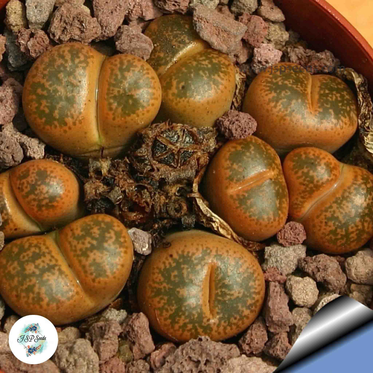 Lithops lesliei v minor ‘Witblom’ C006A / Living stones / 40 seeds