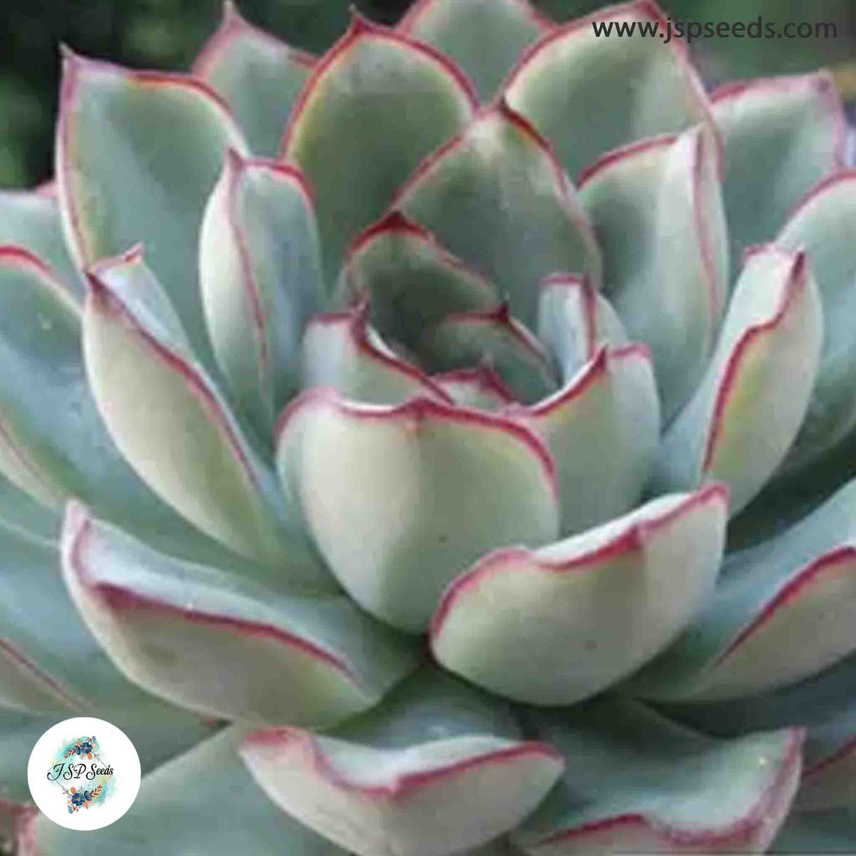 Echeveria pulidonis / 40 seeds (Pulidonis Echeveria)