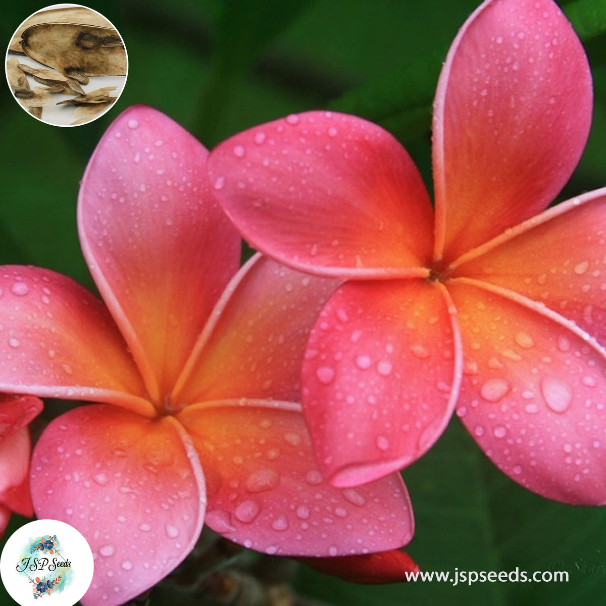 20 Thai Saly Plumeria Rubra (Frangipani) Seeds Fresh Flower New Seeds