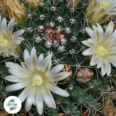 40 seeds Mammillaria freudenbergerii  Cactus Succulent seeds