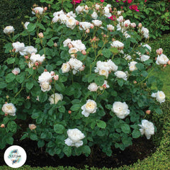 50 Heirloom William and Catherine English Rose flower Bonsai Garden Seeds