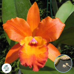 50 Orange Cattleya Orchid flower Seeds (Flower Garden Potted Plants)Thailand Orchids