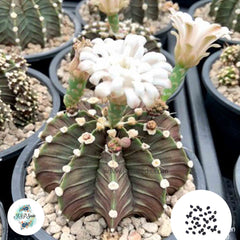 40 Seeds Gymnocalycium LB Hybrid Cactus Succulent seeds