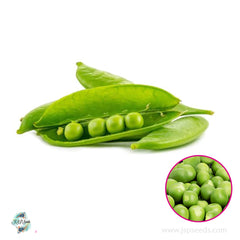 50 Sugar Snap Heirloom Seeds (Vegetable Potted Plants)