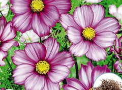 100 Starburst Candy Strip Flower Seeds (Flower Plants)