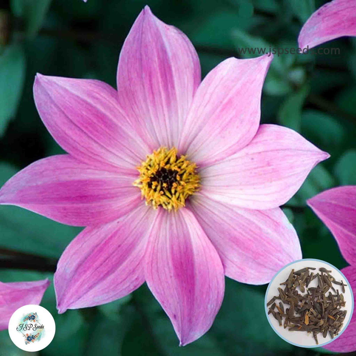 50 Magenta Star Dahlia Seeds (Flower Garden Plants)