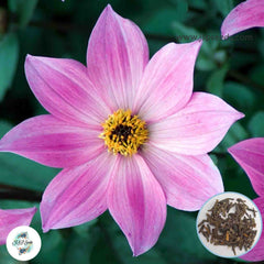 50 Magenta Star Dahlia Seeds (Flower Garden Plants)