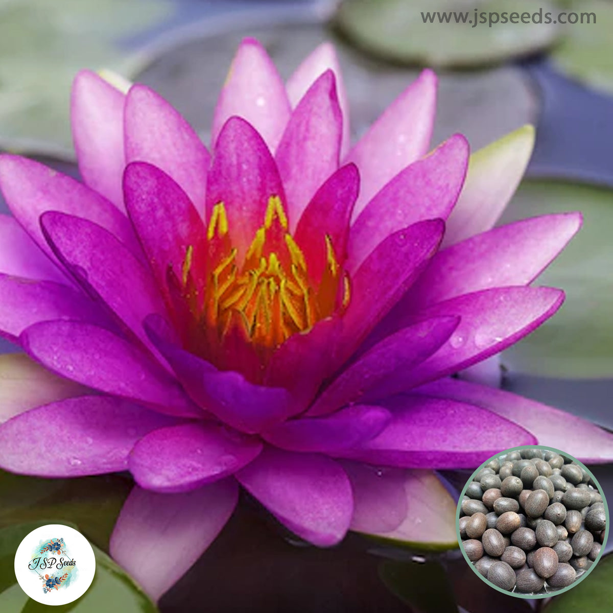 15 Thai Heirloom Lotus flower Bonsai Seeds Water Plants (Original Thai Seeds) 034