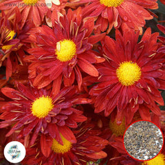 300 Red Chrysanthemum DAISY Perennial Heirloom Flower Seeds