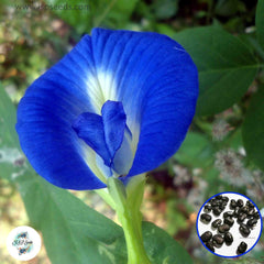 50 Blue Clitoria Ternatea Butterfly Blue Pea Vine Seeds (Asia Flower)