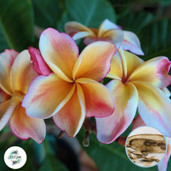 20 Thai Jackie Plumeria Rubra (Frangipani) Seeds Fresh Flower New Seeds