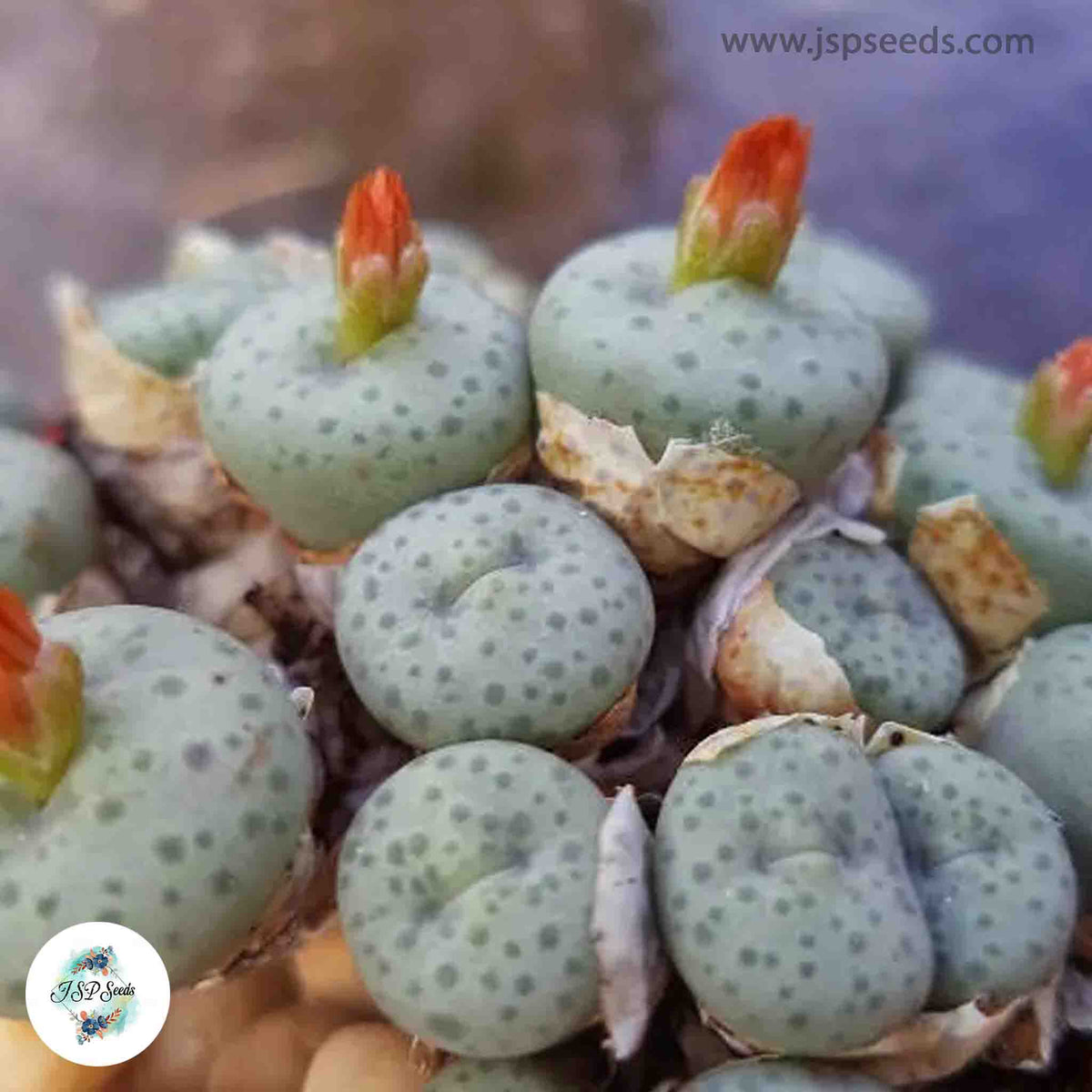 Conophytum stevens-jonesianum / 40 seeds