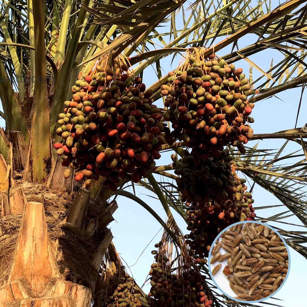 12 Fard Date Palm Seeds Phoenix dactylifera (Arecaceae) Fruit Seeds (UAE Lab 103)