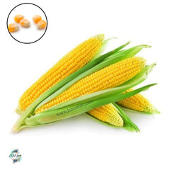 50 Baby Corn Seeds (Asia Vegetable)