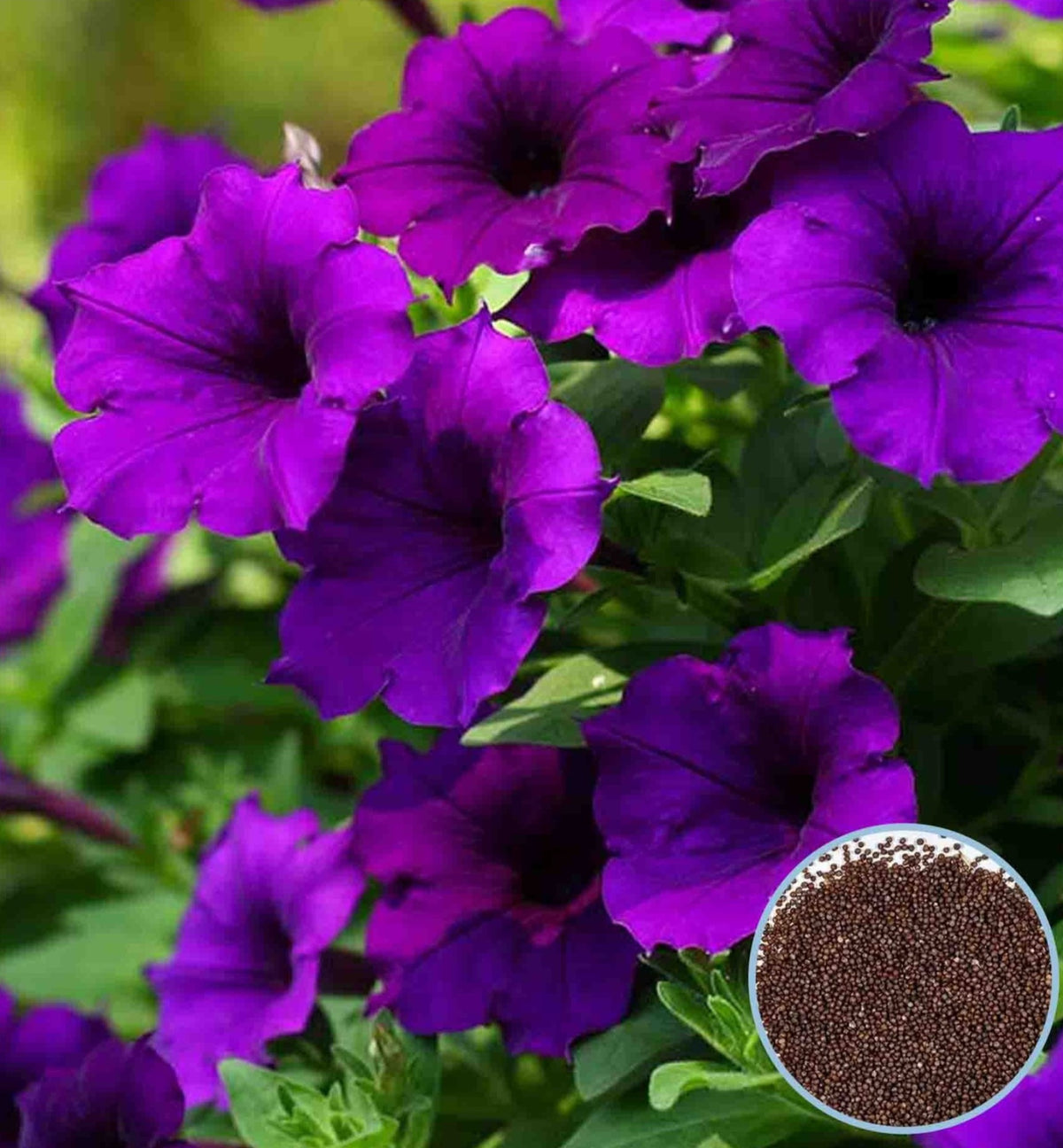 1000 Purple Bravo Petunia Seeds Grandiflora, Multiflora, Milliflora Perennial Flowers Annual Seeds (Flower)