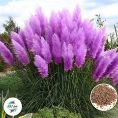 300 Purple Cortaderia Selloana Seeds Pampas Grass Perennial Blooms Seeds