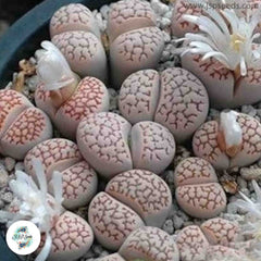 Lithops julii C064 / 40 seeds  (Living stones)