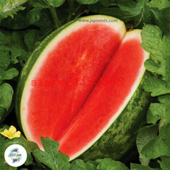 50 Seedless Watermelon Seeds