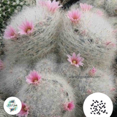 40 seeds Mammillaria glassii L1339 v. siberiensis  Cactus Succulent seeds