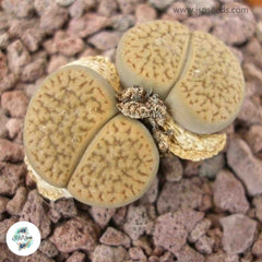 Lithops hookeri v. dabneri C013 / 40 seeds (Living stones)