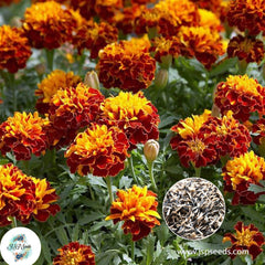 200 Harmony French Marigold Double Dwarf Flowers Heirloom Seeds (Asia Flower)