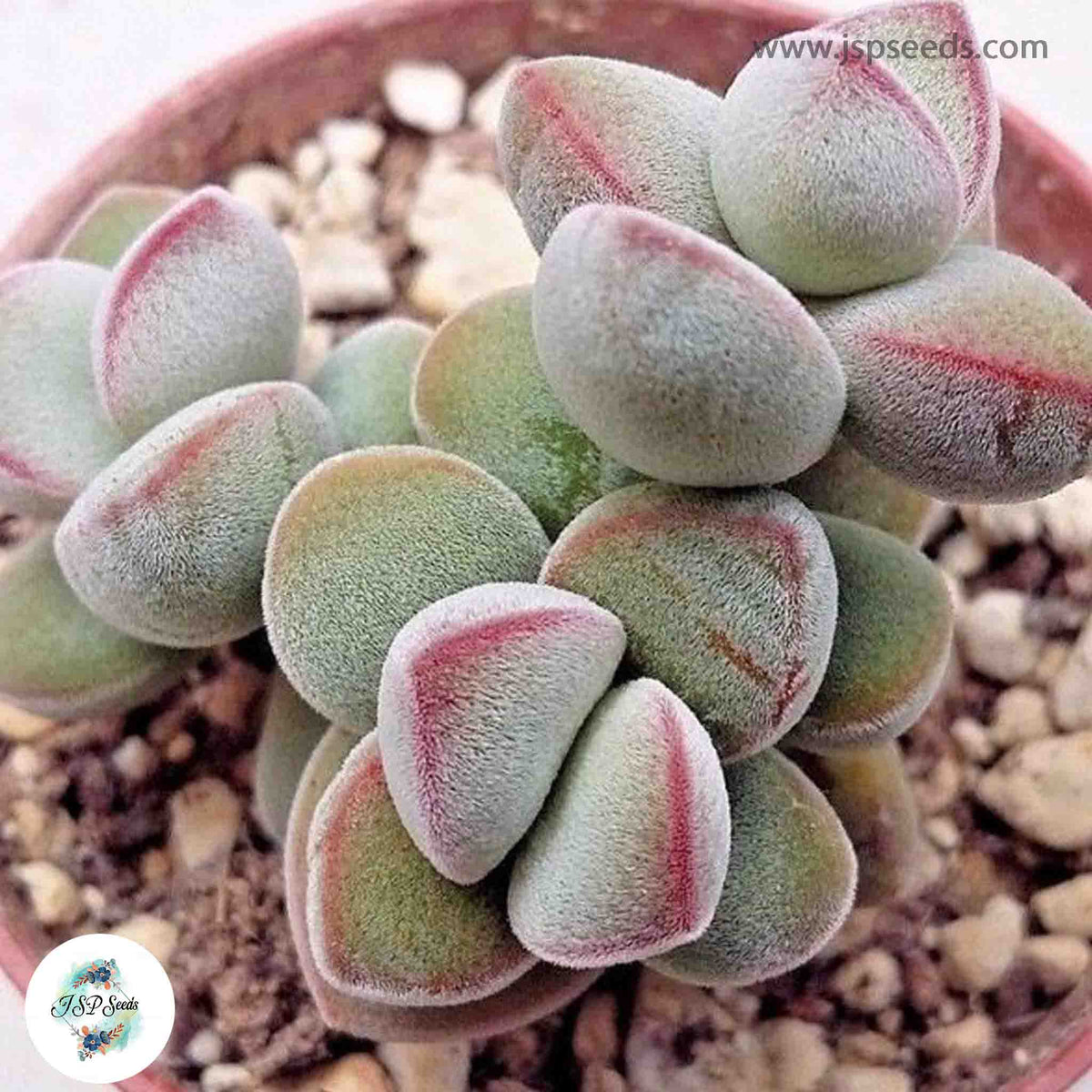 Crassula sericea [RARE] / 40 seeds