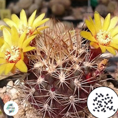 40 Seeds Weingartia pucariensis Cactus Succulent seeds HJ1201