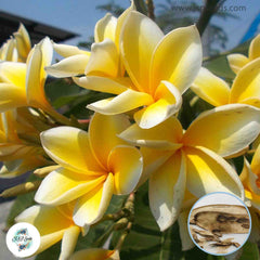 20 Thai Yarkoo Plumeria Rubra (Frangipani) Seeds Fresh Flower New Seeds