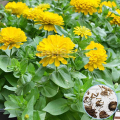 100 Yellow Zinnia Flower Seeds (Flower Plants)