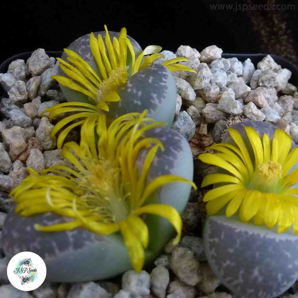 Lithops naureeniae C304 [RARE] / Living stones / 40 seeds