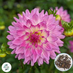 50 April Dawn Dahlia Seeds (Flower Garden Plants)