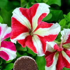 1000 Red Ultra Petunia Seeds Grandiflora, Multiflora, Milliflora Perennial Flowers Annual Seeds (Flower)