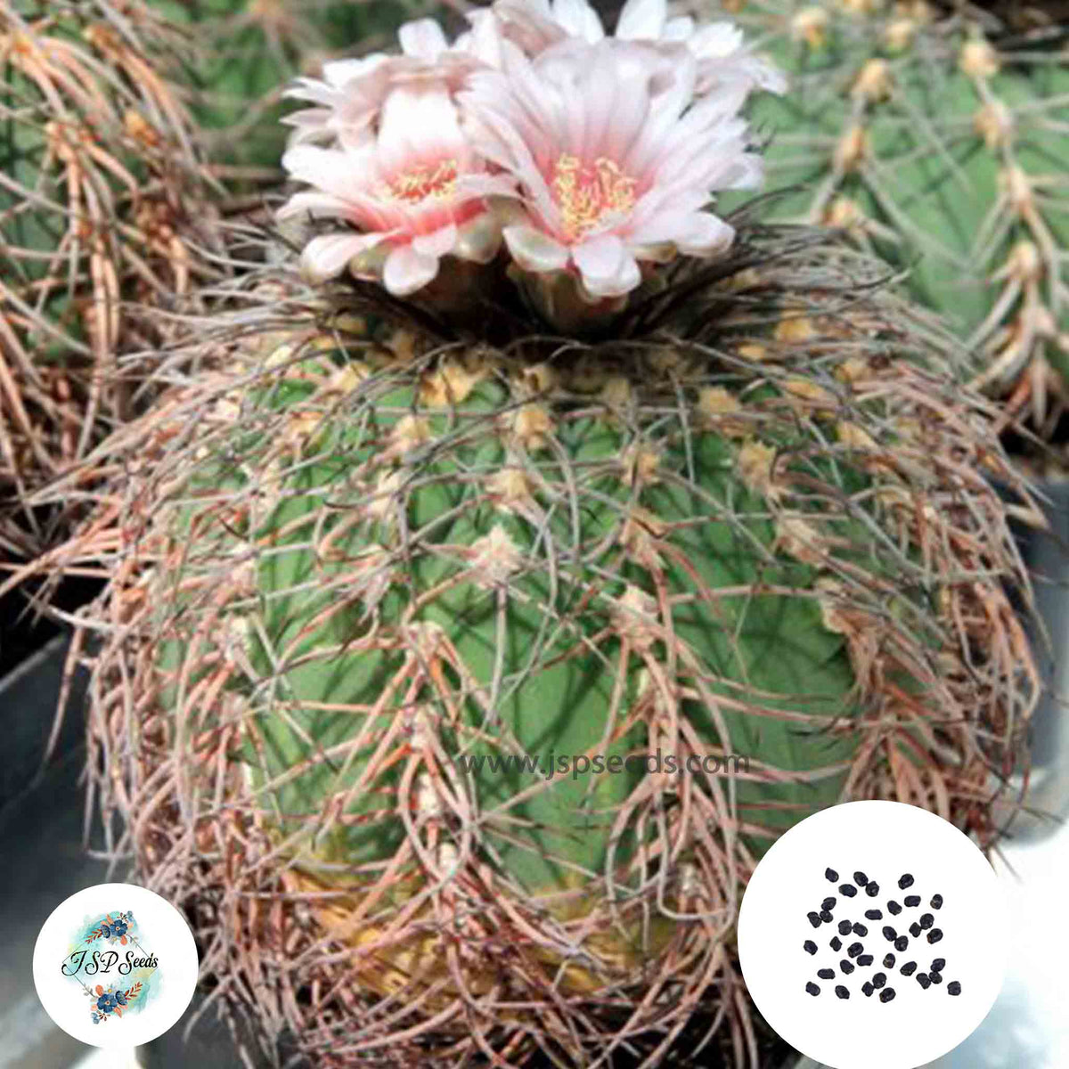 40 Seeds Gymnocalycium spegazzinii Cactus Succulent seeds