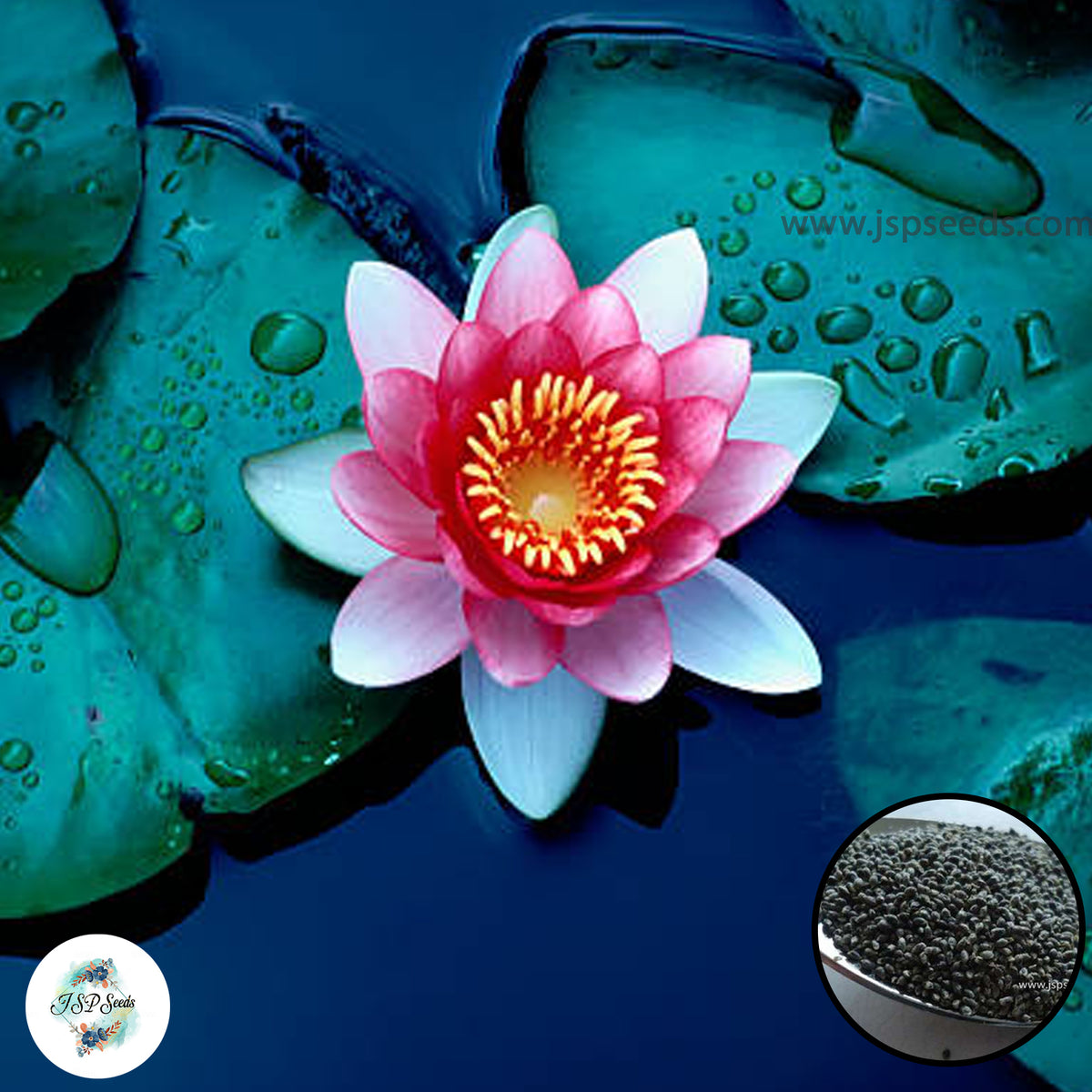 50 Thai Heirloom Mini Lotus Water lily flower Bonsai Seeds Water Plants (Original Thai Seeds) 017