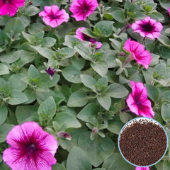 1000 Carpet Petunia Seeds Grandiflora, Multiflora, Milliflora Perennial Flowers Annual Seeds (Flower)