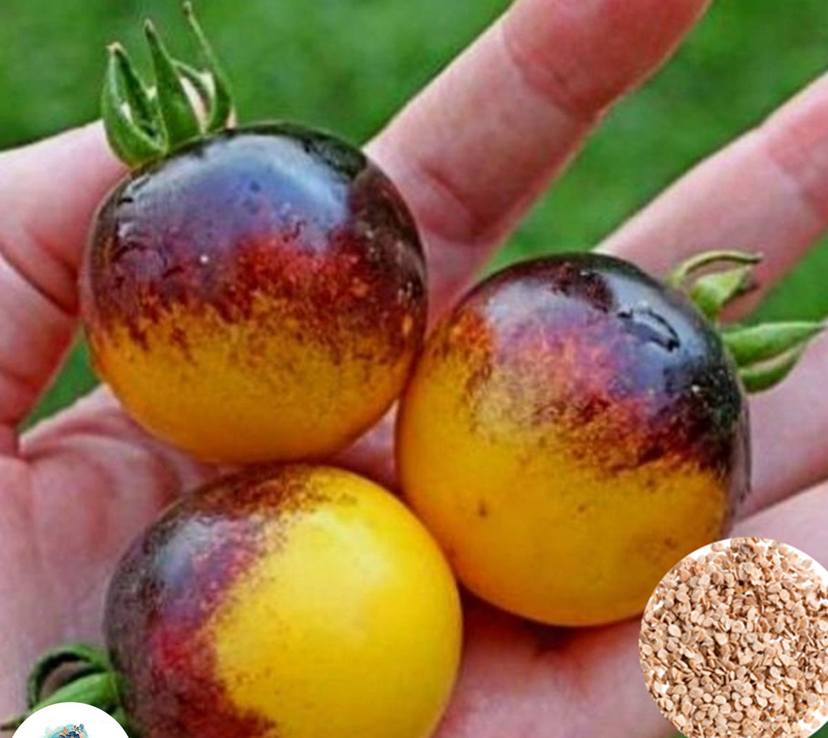 100 Vegetable Bonsai Bee Heirloom Tomato Mini Heirloom Seeds (Vegetable Potted Plants)