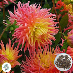 50 Alfred Grille Dahlia Seeds (Flower Garden Plants)