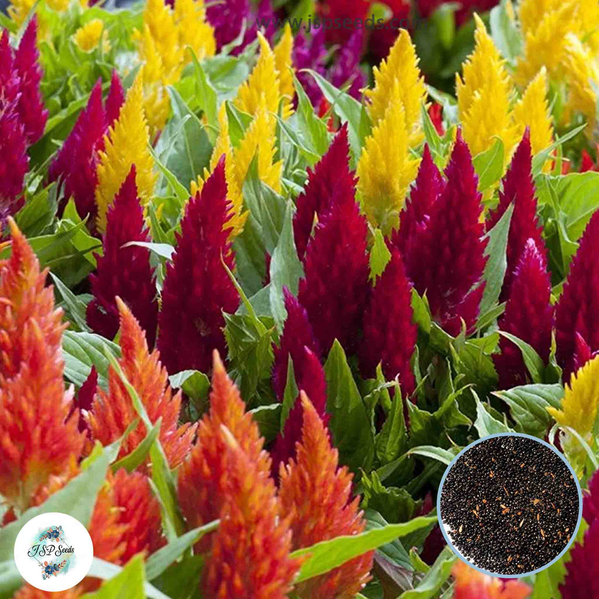 200 Mix Fire Celosia Seeds Celosia plumosa Annual Blooms Flowering Seeds