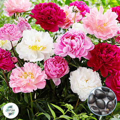 20 Mixed Peony Paeoniaceae Paeonia suffruticosa Tree Flower Plant Seeds (Lucky Flower) (Flower Garden Potted Plants)