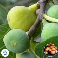 30 Desert King Ficus Carica Seeds Fig Seeds Tropical Bonsai Rare Fruit Seeds