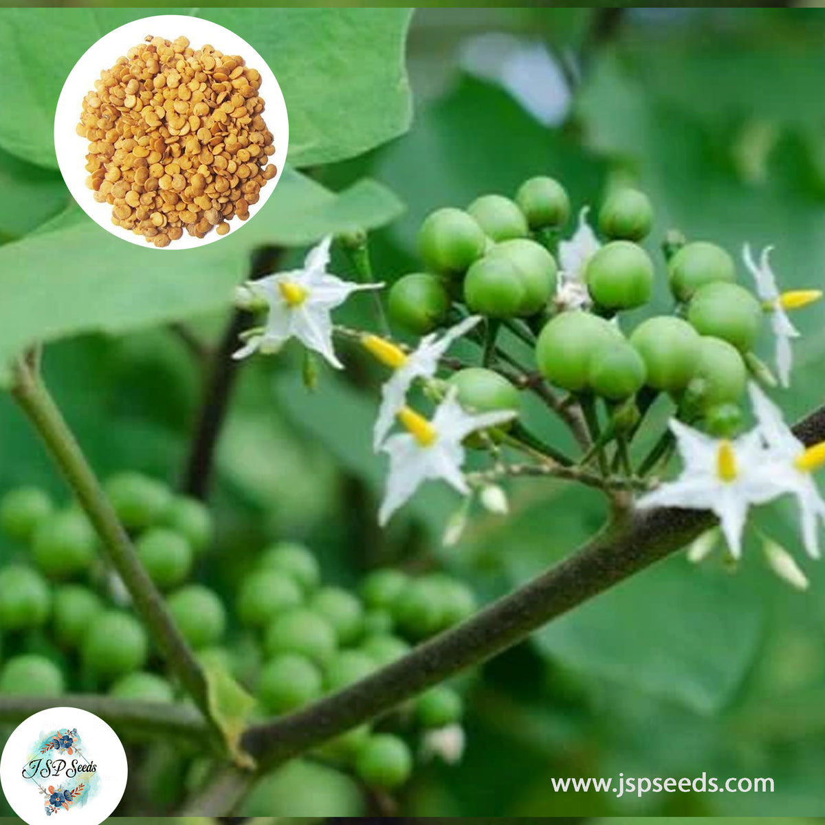 200 Thai Eggs Plant Brush Eggplant Seeds (Asia Vegetable) Asiatic weed, Turkey berry, Devil