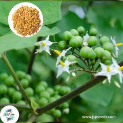 200 Thai Eggs Plant Brush Eggplant Seeds (Asia Vegetable) Asiatic weed, Turkey berry, Devil