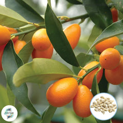 30 Kumquat Orange Seeds (Asia Fruit)