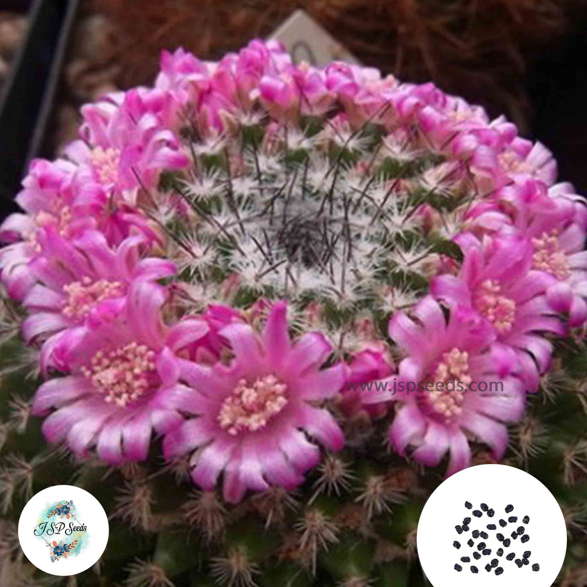 40 seeds Mammillaria infernilensis  Cactus Succulent seeds