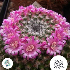 40 seeds Mammillaria infernilensis  Cactus Succulent seeds